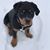 Shellie Davis-Ruble's profile image