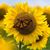 Vonda Croel-Jenkins's profile image