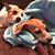 Pamela Pessolano's profile image