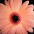 Diana Perkins's profile image