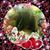 Janice Davis's profile image