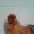 Theresa Carlson-Castle's profile image