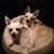 Donna Kropornicka's profile image