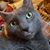 Kathy Montes-Iannolo's profile image