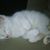 Um Dawood Kelantan's profile image