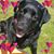Lynette Sweet's profile image
