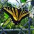 Raymond A. Borriello's profile image