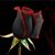 JeSu SiTa's profile image