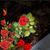 Griselda Flores's profile image