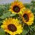 Sherry Keyworth-Burr's profile image