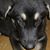 Leslie Leon-Cremeens's profile image