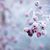 Julie Mulligan Moniot's profile image