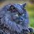 Pam Matthews's profile image