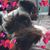 Naoma Coates's profile image