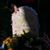 Deborah Jennings Mahoney's profile image