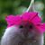 Kathy Clauss Fyke Tankersley's profile image
