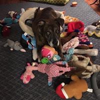 Laurie Luke's profile image