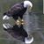 Phil Chaplin's profile image