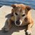 Josh Flom's profile image