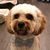 Colette Schilling's profile image