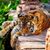 Angela L. Alan's profile image