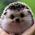 Pamela Hess Kiefer's profile image