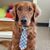 Jodi Theis's profile image