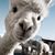 Karen Roeller's profile image