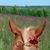 Lisa Paul's profile image