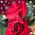 Carolyn Diaz's profile image