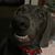 Mary Willamor Smith's profile image