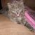 Randi Smith's profile image