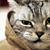 Slim Mica's profile image