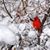 Lois Ward Solway's profile image