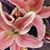 Linda Mirkin's profile image