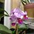 Lori Gorham Burritt's profile image