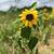 Tracey Davis Northington's profile image