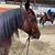 Peggy Barnard Thompson's profile image