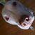 Luiz Felipe Villas Boas's profile image
