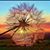 Donja Small's profile image