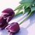Elham Ansari's profile image