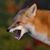 Frank Ferranti's profile image