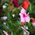 Pamela Royle's profile image