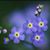 Anoush Khachatryan's profile image
