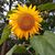 Lucy Dumont's profile image