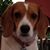 Jean Di Sano Flecca's profile image
