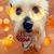 Stacy Hall's profile image