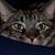 Donnie Ray Robertson's profile image
