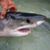 Tom Ellefson's profile image