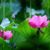 何桂芳's profile image
